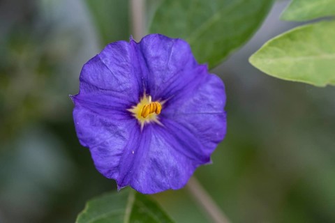 Gentian bush (Lycianthes rantonnetii), Veneto, Italy