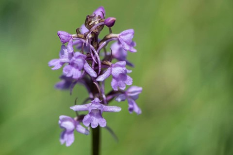 Gymnadenea conopsea, Monte Baldo, Veneto, Italy