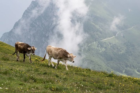 Cows (Bos taurus) on the mountain pasture, Monte Baldo, Veneto, Italy
