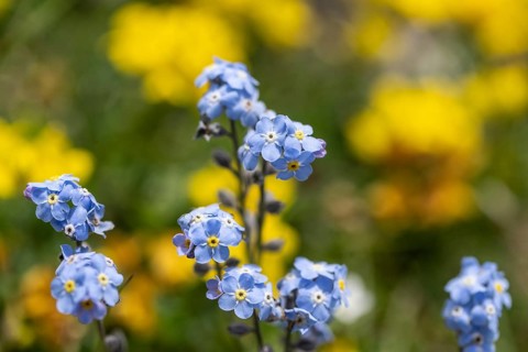 Forest forget-me-not (Myosotis sylvatica), Monte Baldo, Veneto, Italy