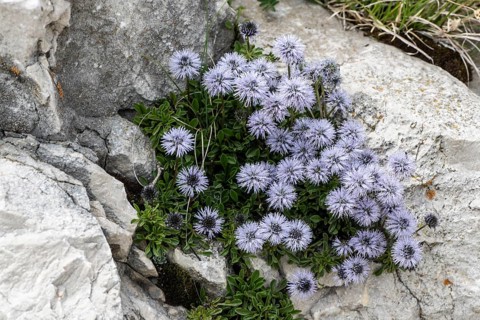 Heart-shaped globe flower (Globularia cordifolia), Monte Baldo, Veneto, Italy