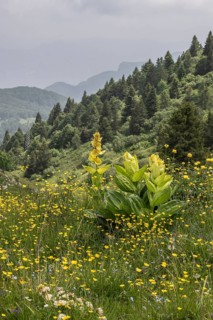 Great yellow gentian (Gentiana lutea), Monte Baldo, Veneto, Italy