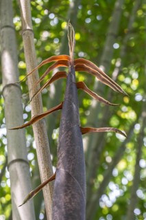 Bamboo (Phyllostachys), young shoots, Lombardy, Italy
