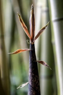 Bamboo (Phyllostachys edulis), young shoots, Lombardy, Italy
