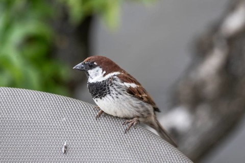 Italian sparrow (Passer italiae), Lombardy, Italy