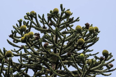 Araucaria (Araucaria araucana), Lombardy, Italy