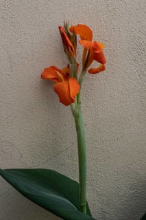 Pretoria Canna Lily (Canna indica), Veneto, Italy