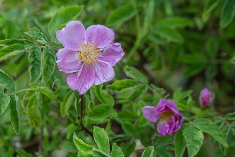 Cinnamon rose (Rosa majalis), Veneto, Italy