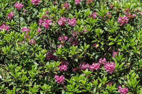 Alpine rose (Rhododendron ferrugineum), Veneto, Italy