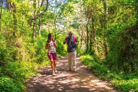 Hikers with backpacks strolling along a scenic trail, surrounded by lush green trees and vibrant