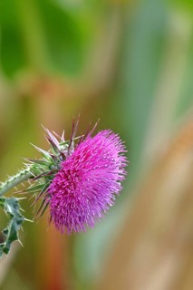 Flower head of the Musk Thistle (Carduus nutans, also known as nodding thistle), by the wayside,