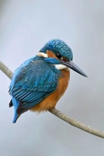 Iridescent blue and orange... Kingfisher (Alcedo atthis), male in winter in the snow, in light
