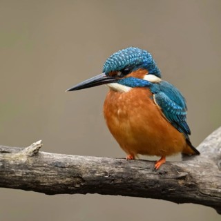 Bright orange breast... Kingfisher (Alcedo atthis), male, adult bird, on perching branch, frontal