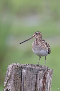 Snipe (Gallinago gallinago), standing on fence post of a pasture, on moorland, snipe birds,