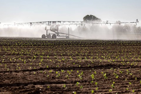 Hot days, little rainfall. Irrigation of young vegetable plants during drought in the fields of