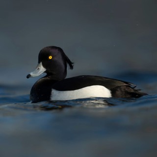 Bright yellow eyes... Tufted Duck (Aythya fuligula), male in fresh plumage, early spring, violet