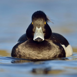 Direct gaze, insistent eye contact... Tufted duck (Aythya fuligula), relatively common native duck