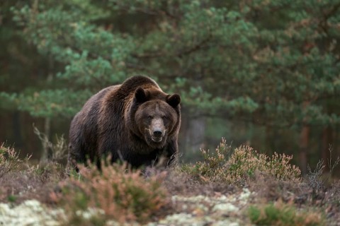 Terrifying... European brown bear (Ursus arctos), adult, particularly strong animal stands in a
