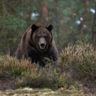 Eye contact... European brown bear (Ursus (genus), adult, particularly strong animal, during an