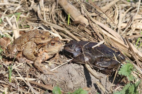 Common toad (Bufo bufo) pair encounters dark Common Frog (Rana temporaria) on the way to spawning
