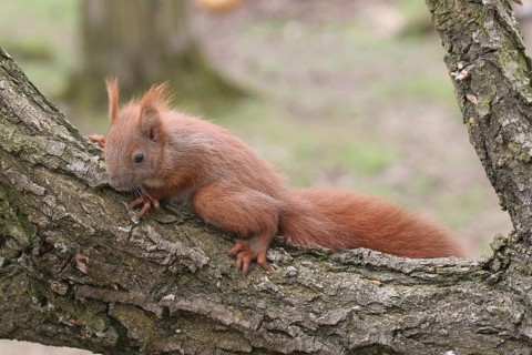 Squirrel (Sciurus) young, about 6 weeks old, Allgäu, Bavaria, Germany, Allgäu, Bavaria, Germany
