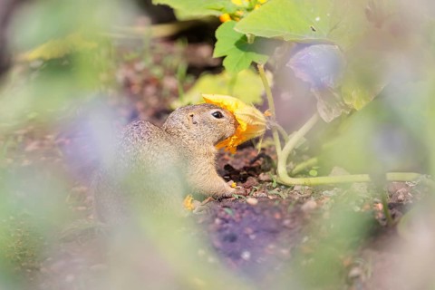 A young European ground squirrel (Spermophilus citellus) or European souslik stands in an