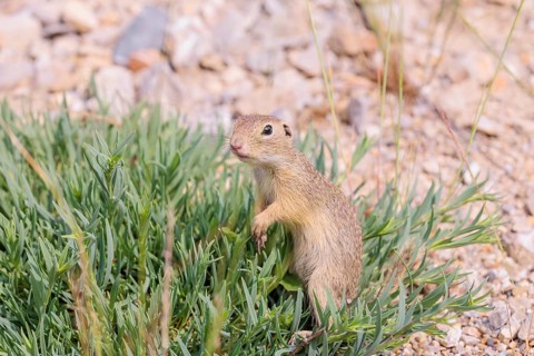 A young European ground squirrel (Spermophilus citellus) or European souslik stands on a gravel