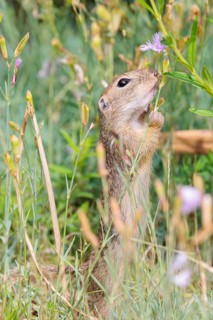 A young European ground squirrel (Spermophilus citellus) or European souslik stands in a meadow