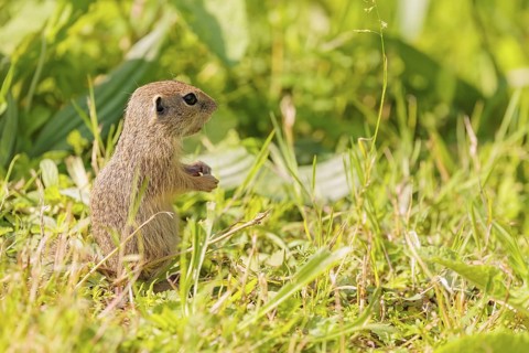 A young European ground squirrel (Spermophilus citellus) or European souslik stands in a meadow