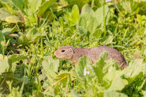An adult European ground squirrel (Spermophilus citellus) or European souslik stands in a meadow