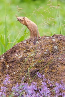 An adult European ground squirrel (Spermophilus citellus) or European souslik stands on a rock in a