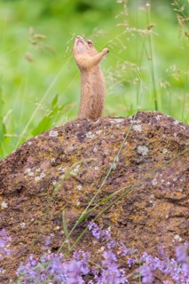 An adult European ground squirrel (Spermophilus citellus) or European souslik stands on a rock in a