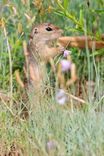 A young European ground squirrel (Spermophilus citellus) or European souslik stands in a meadow