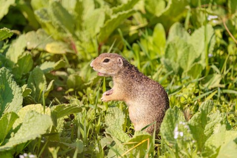 An adult European ground squirrel (Spermophilus citellus) or European souslik stands in a meadow