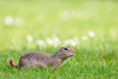 An adult European ground squirrel (Spermophilus citellus) or European souslik lies on a mowed green