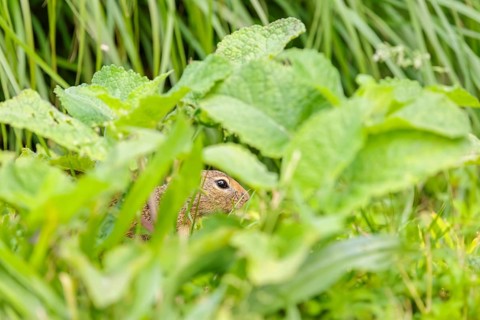 An adult European ground squirrel (Spermophilus citellus) or European souslik stands in a meadow