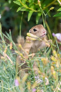 A young European ground squirrel (Spermophilus citellus) or European souslik stands in a meadow