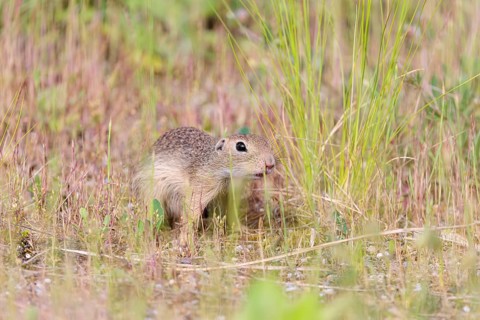 A young European ground squirrel (Spermophilus citellus) or European souslik stands on a gravel