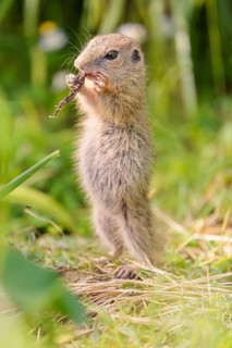 A young European ground squirrel (Spermophilus citellus) or European souslik stands in a meadow