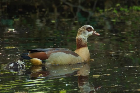 A Nile Goose (Alopochen aegyptiaca) swims comfortably with a chick on a pond in the forest, animal