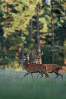 Bachelors among themselves... Red deer (Cervus elaphus), two young male red deer walking together