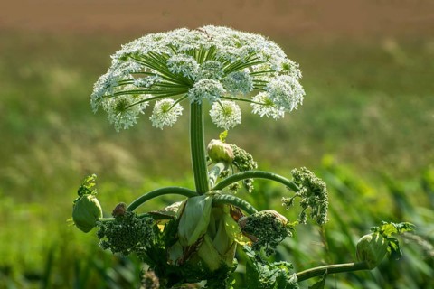 Flowering Giant Hogweed, (Heracleum mantegazzianum) an invasive species that is difficult to