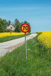 Traffic sign, speed limit 70 kmh, at country road though field of flowering rapeseed in Skurup