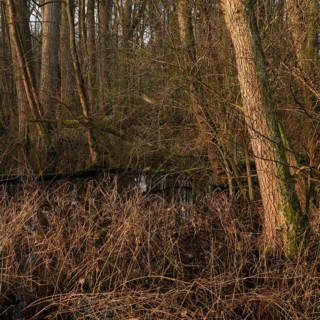 In the quarry forest, swamp forest... Meerbusch (Lanker Bruch), swampy alluvial forest, alder swamp