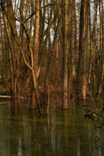 At high water levels... near-natural marshy forest, alluvial forest with alders, poplars, ash trees