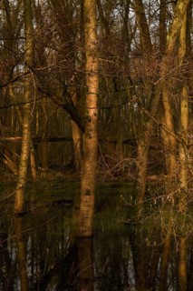 At high water levels... near-natural marshy forest, alluvial forest with alders, poplars, ash trees