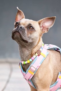 Portrait of French Bulldog with long healthy nose wearing a y-shaped dog harness and necklace in