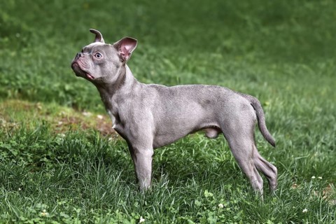 Male Lilac French Bulldog dog with long healthy nose and tail