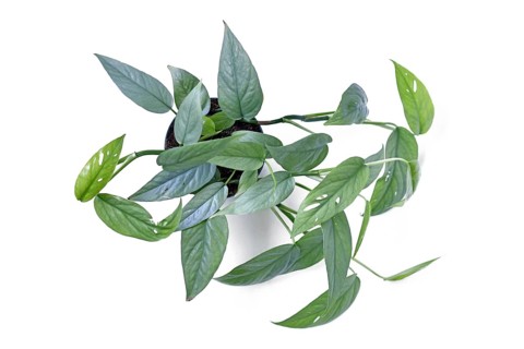 Top view of tropical 'Epipremnum Pinnatum Cebu Blue' houseplant with silver-blue leaves in pot on