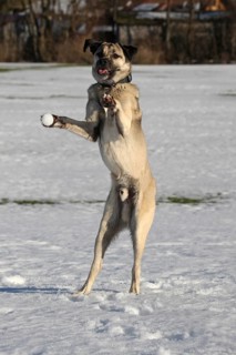 Kangal, anatolian guard dog, pet, jumps after thrown snowball, snowball right in front of the paw,